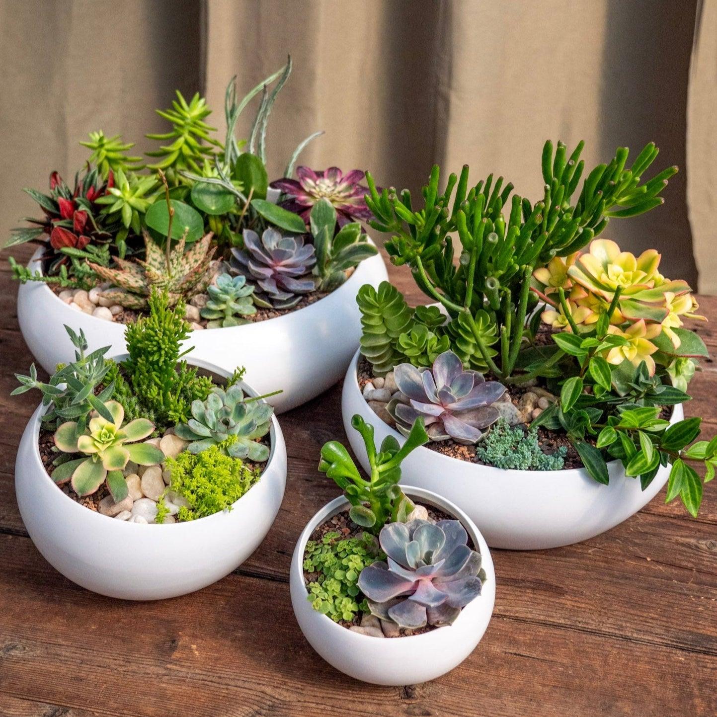 Succulent, Assorted Ceramic - View 29 from www redcrocus com