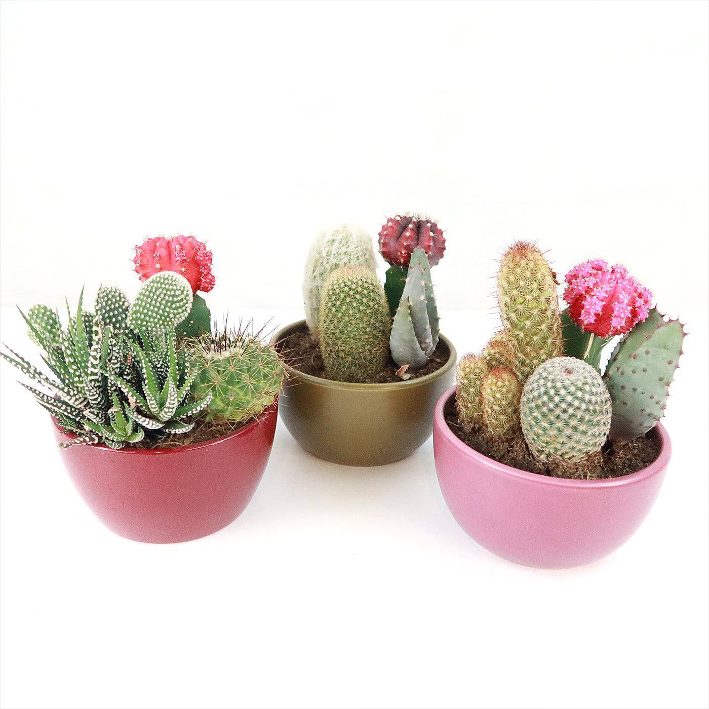 Succulent, Assorted Ceramic - View 2 from www redcrocus com