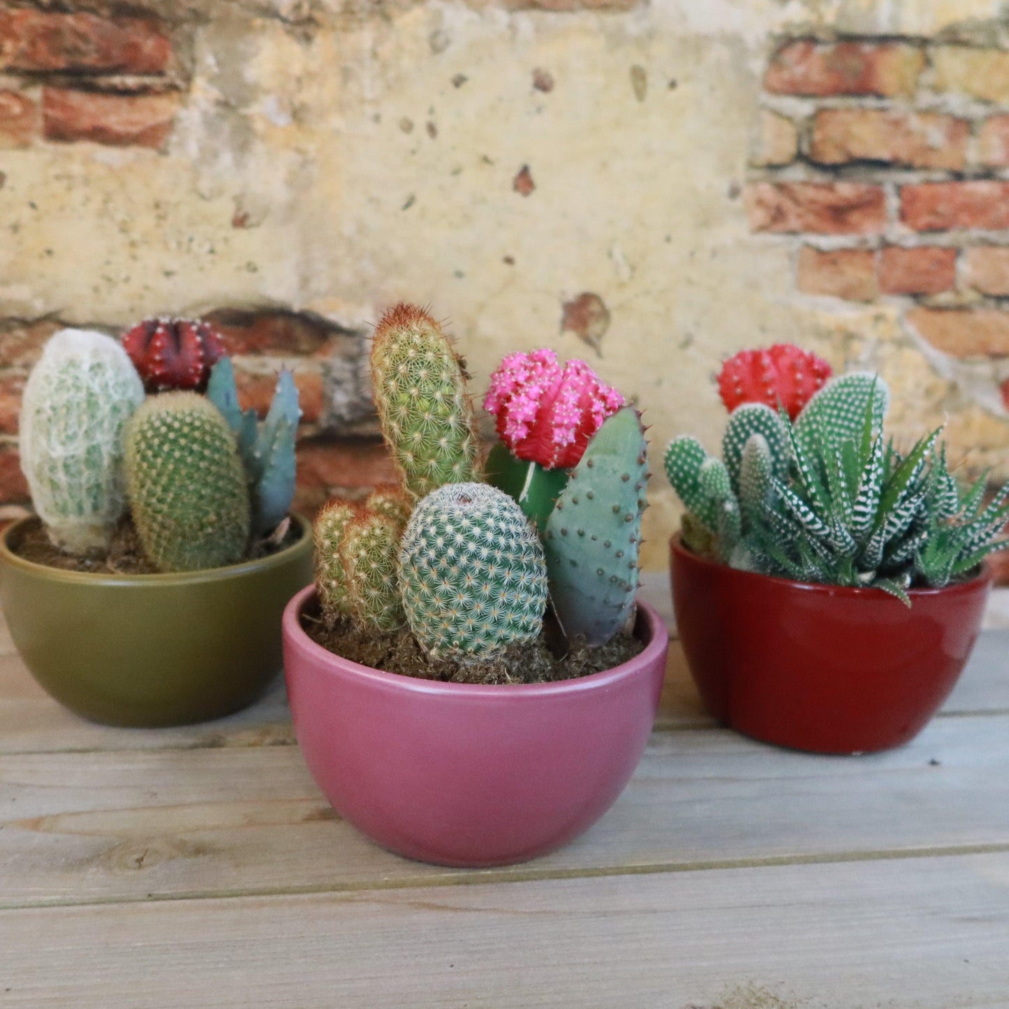 Succulent, Assorted Ceramic - View 3 from www redcrocus com