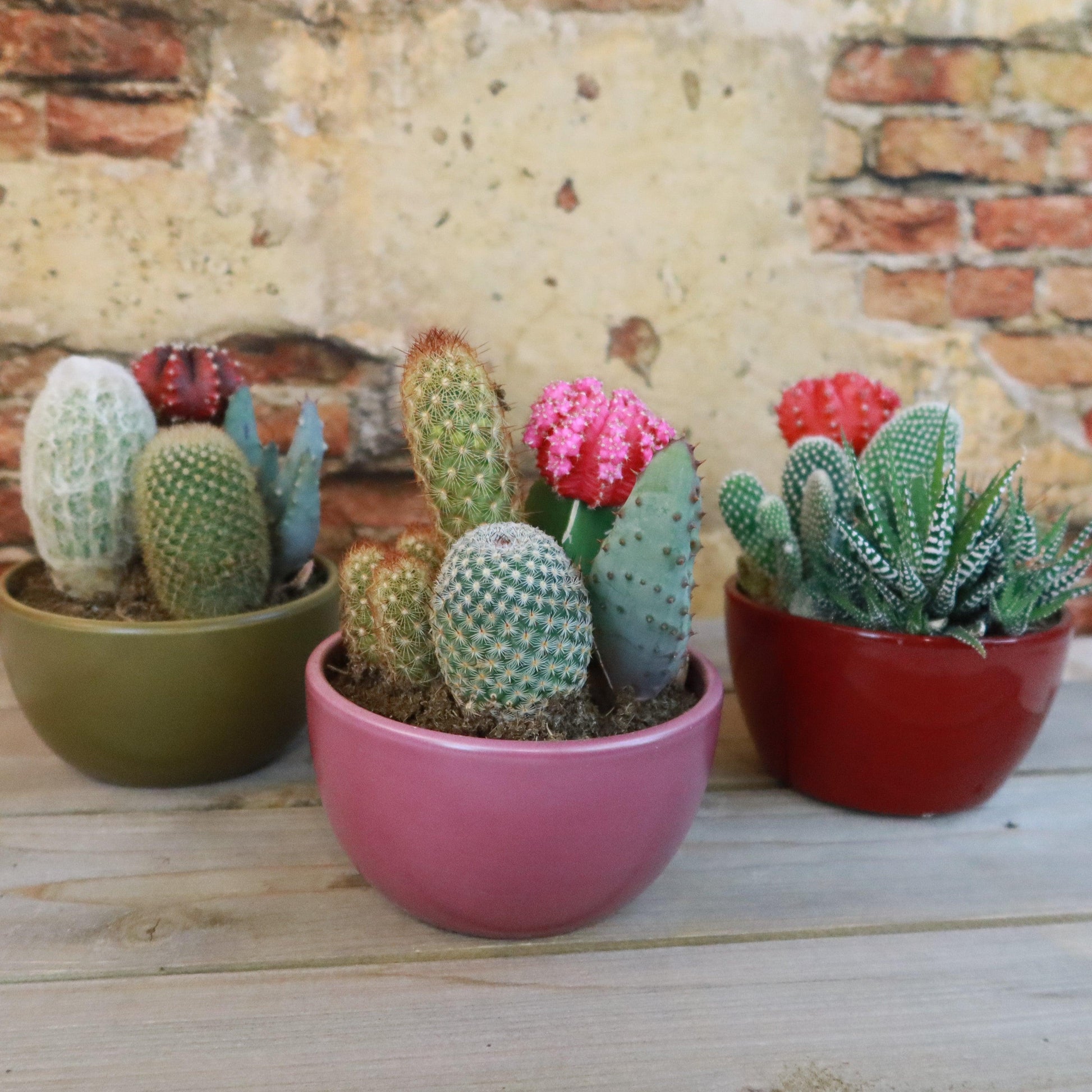 Succulent, Assorted Ceramic - View 3 from www redcrocus com
