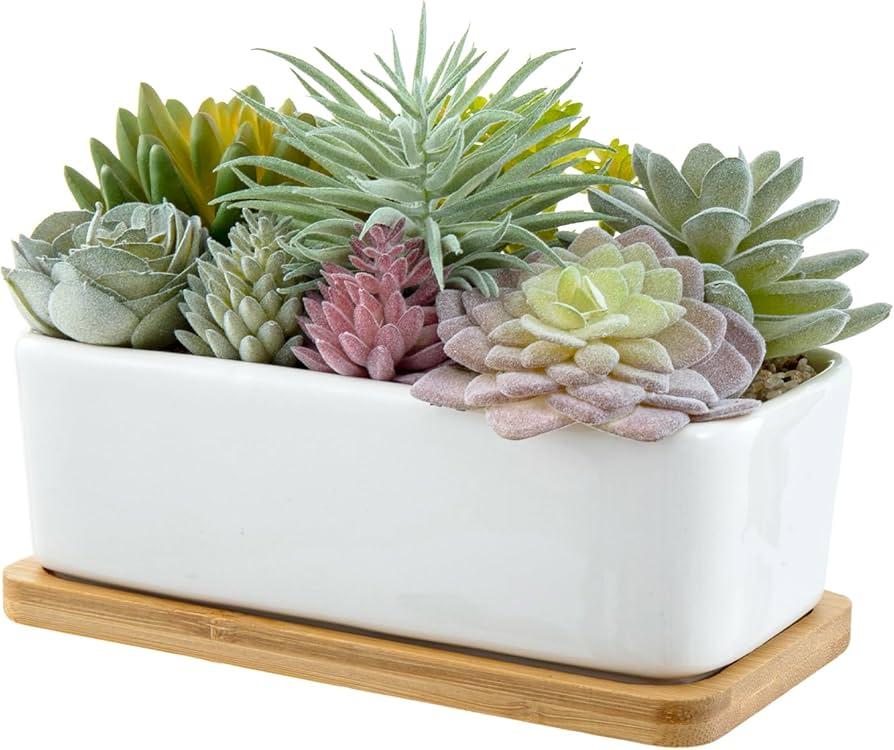 Succulent, Assorted Ceramic - View 4 from www redcrocus com