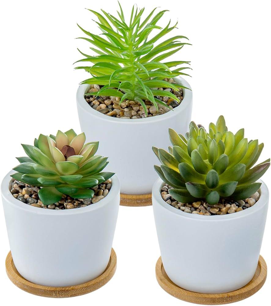 Succulent, Assorted Ceramic - View 5 from www redcrocus com
