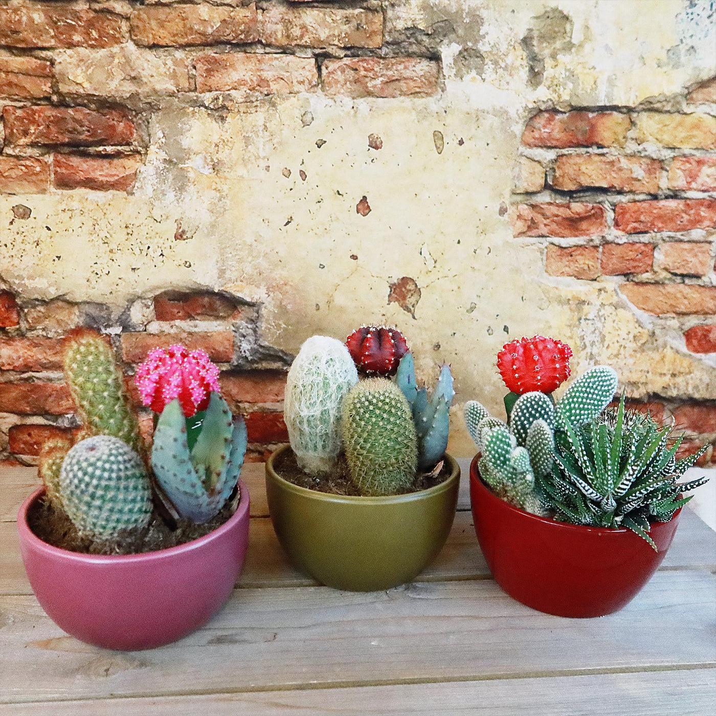 Succulent, Assorted Ceramic - View 6 from www redcrocus com