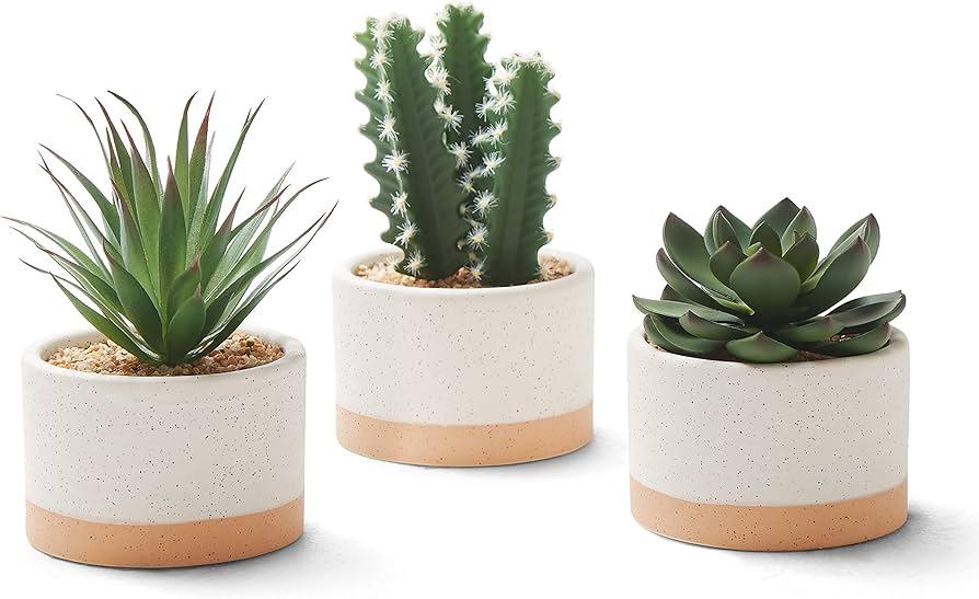 Succulent, Assorted Ceramic - View 8 from www redcrocus com