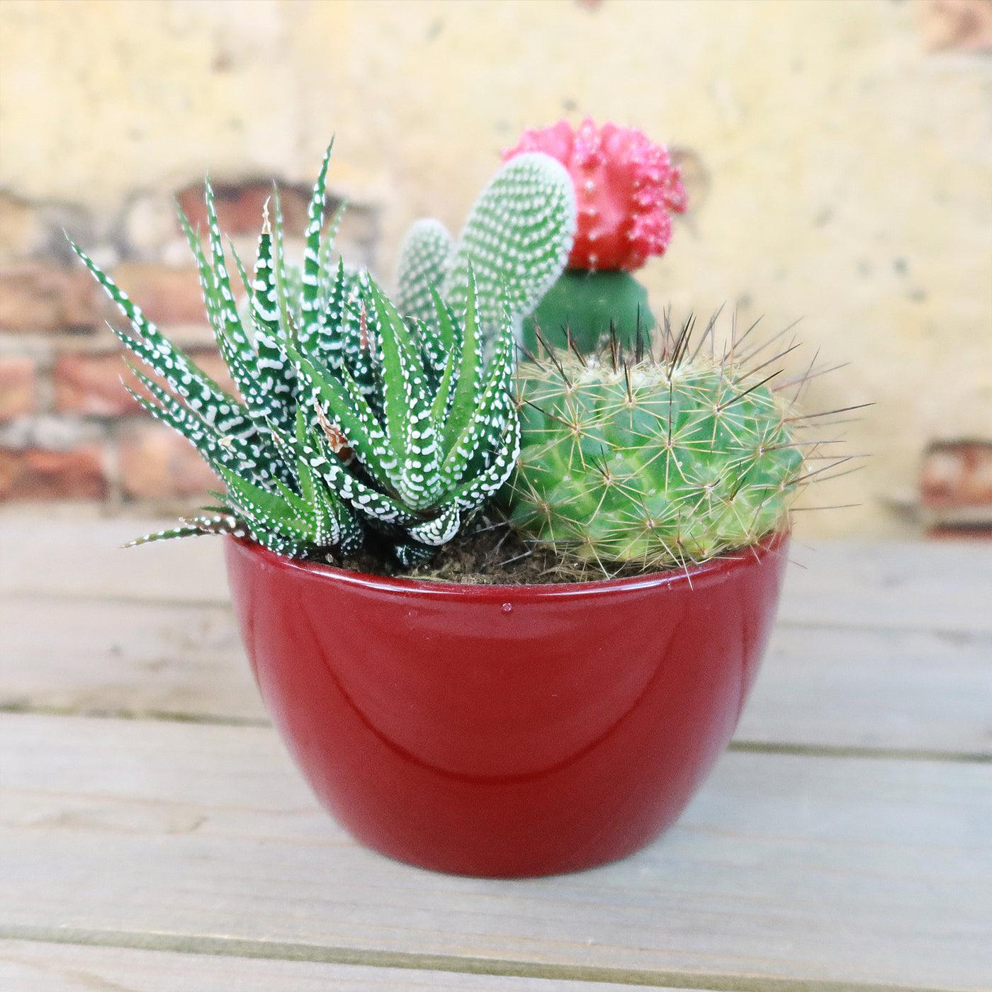 Succulent, Assorted Ceramic - View 9 from www redcrocus com
