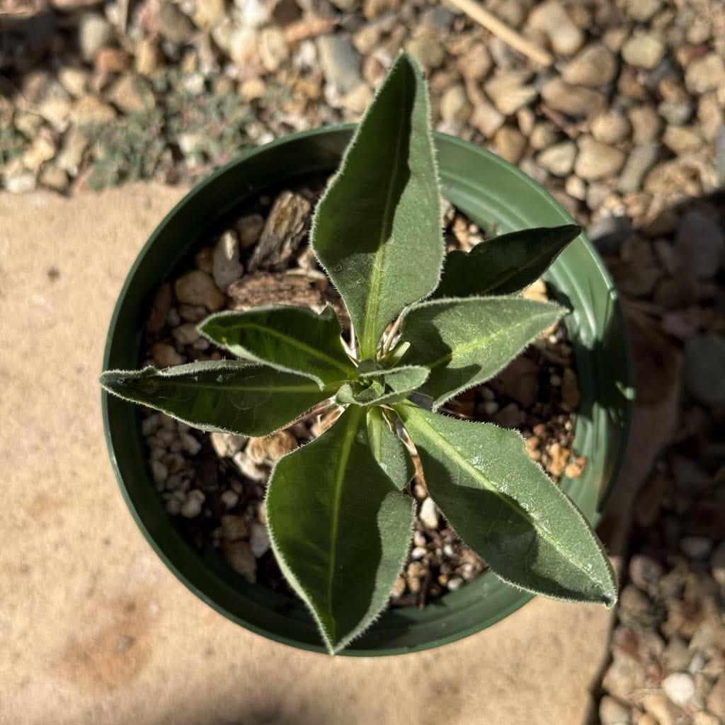 Cactus, Pachypodium, Assorted - View 10 from www redcrocus com