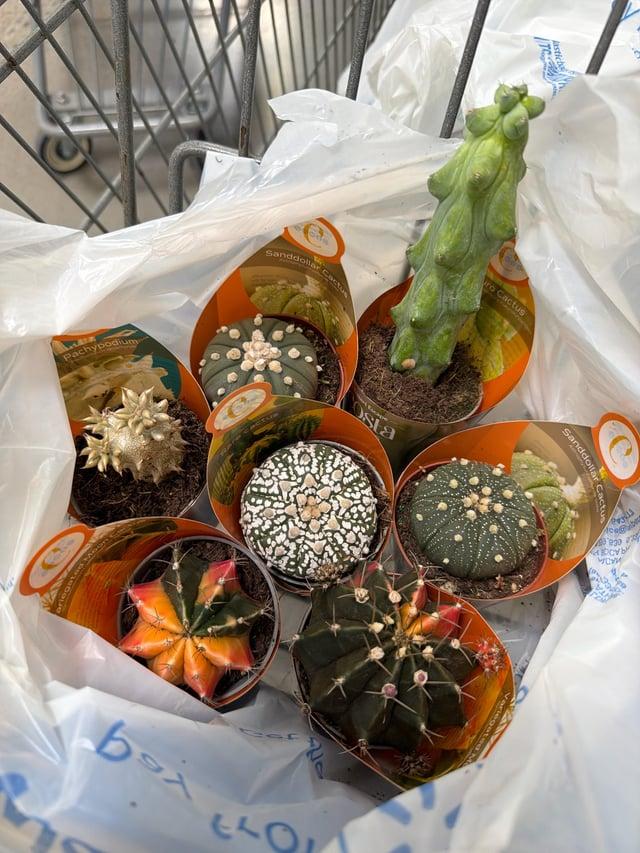 Cactus, Pachypodium, Assorted - View 11 from www redcrocus com