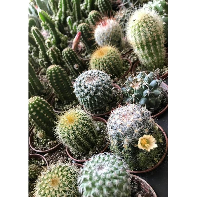 Cactus, Pachypodium, Assorted - View 12 from www redcrocus com