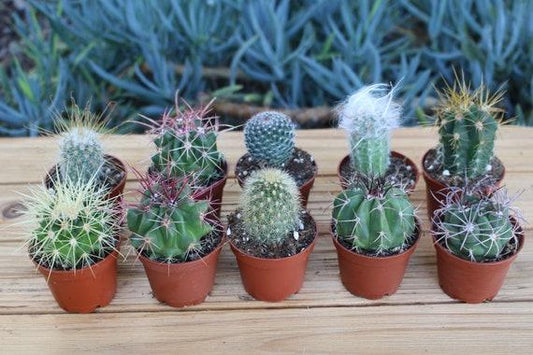Cactus, Pachypodium, Assorted - View 13 from www redcrocus com