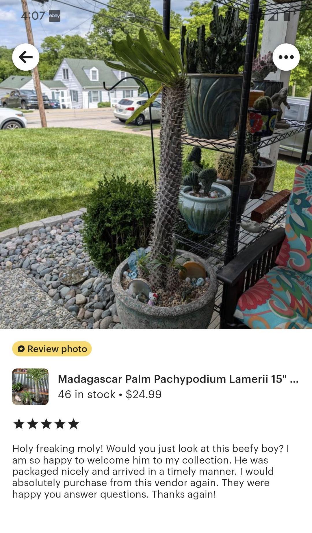 Cactus, Pachypodium, Assorted - View 16 from www redcrocus com
