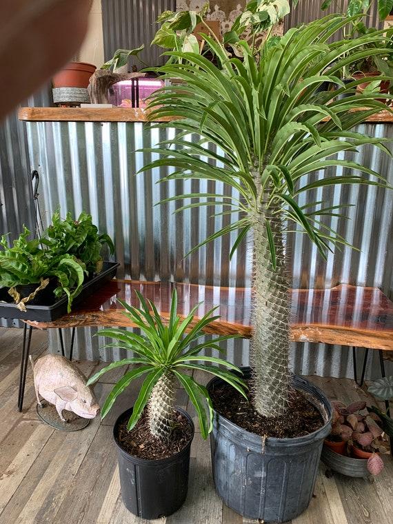 Cactus, Pachypodium, Assorted - View 18 from www redcrocus com