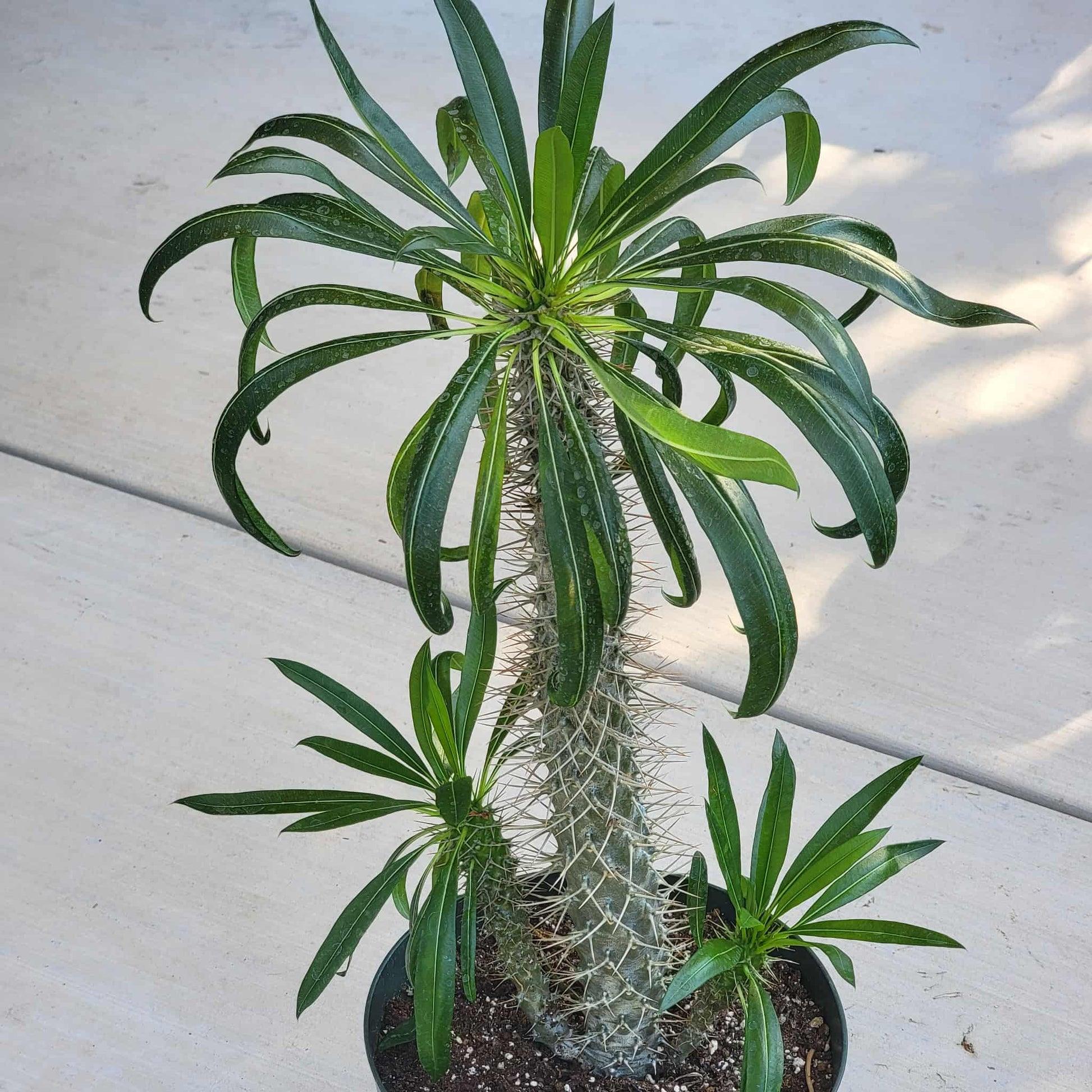 Cactus, Pachypodium, Assorted - View 20 from www redcrocus com
