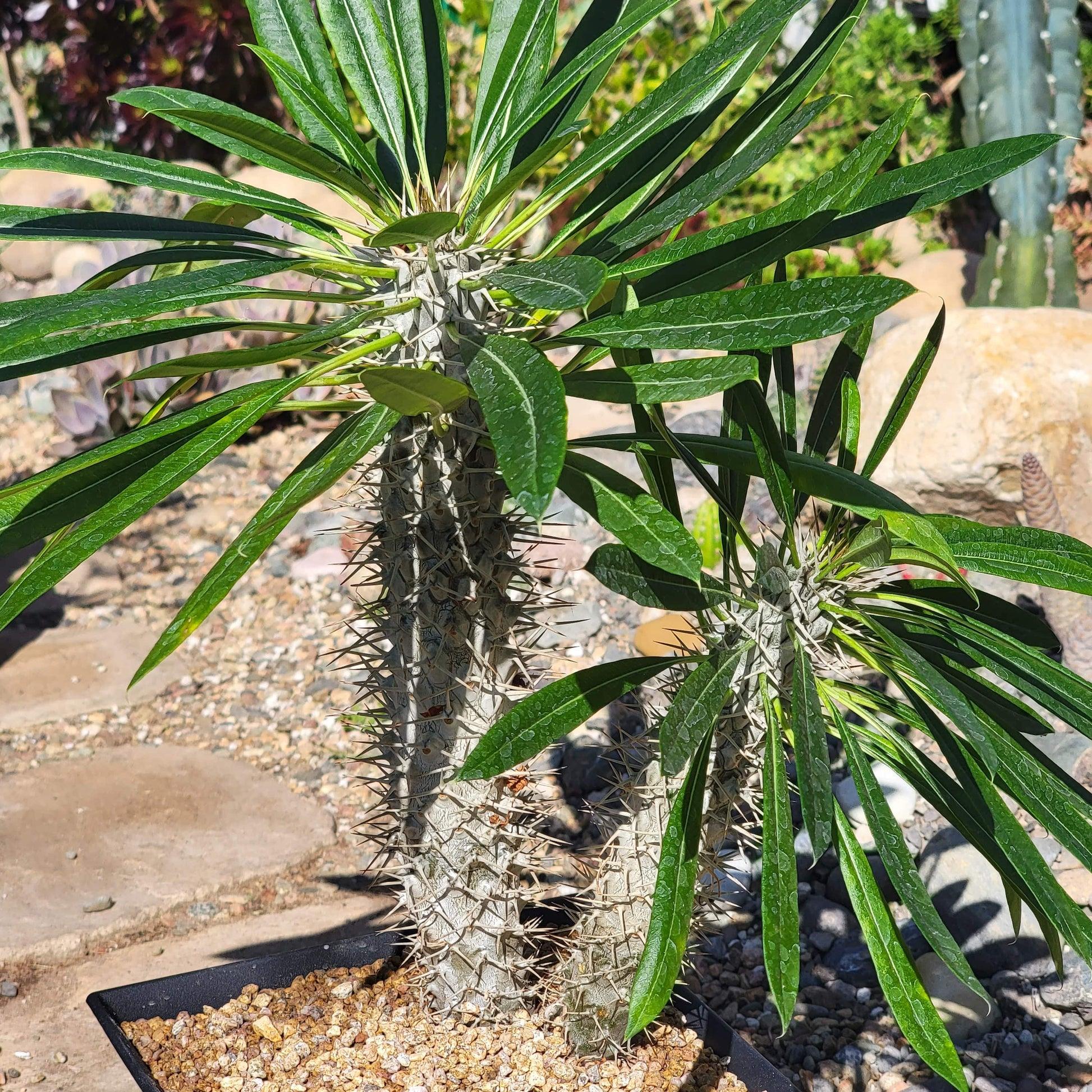 Cactus, Pachypodium, Assorted - View 22 from www redcrocus com