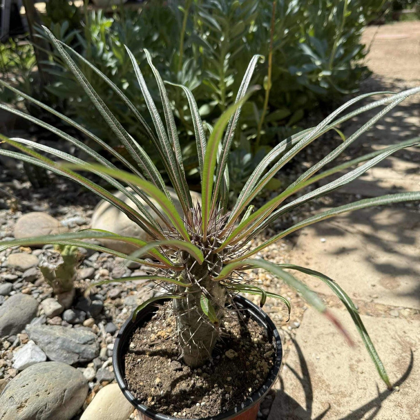 Cactus, Pachypodium, Assorted - View 23 from www redcrocus com