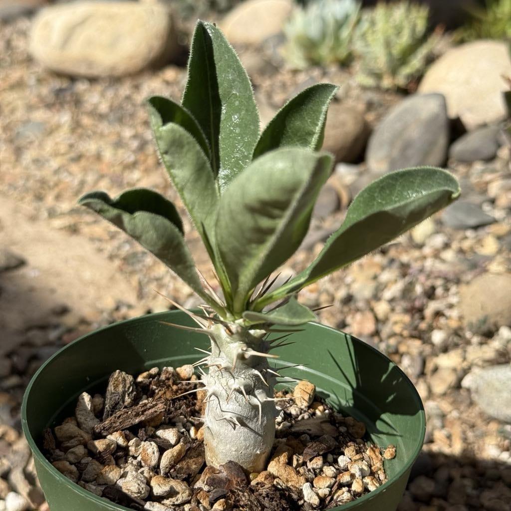 Cactus, Pachypodium, Assorted - View 24 from www redcrocus com