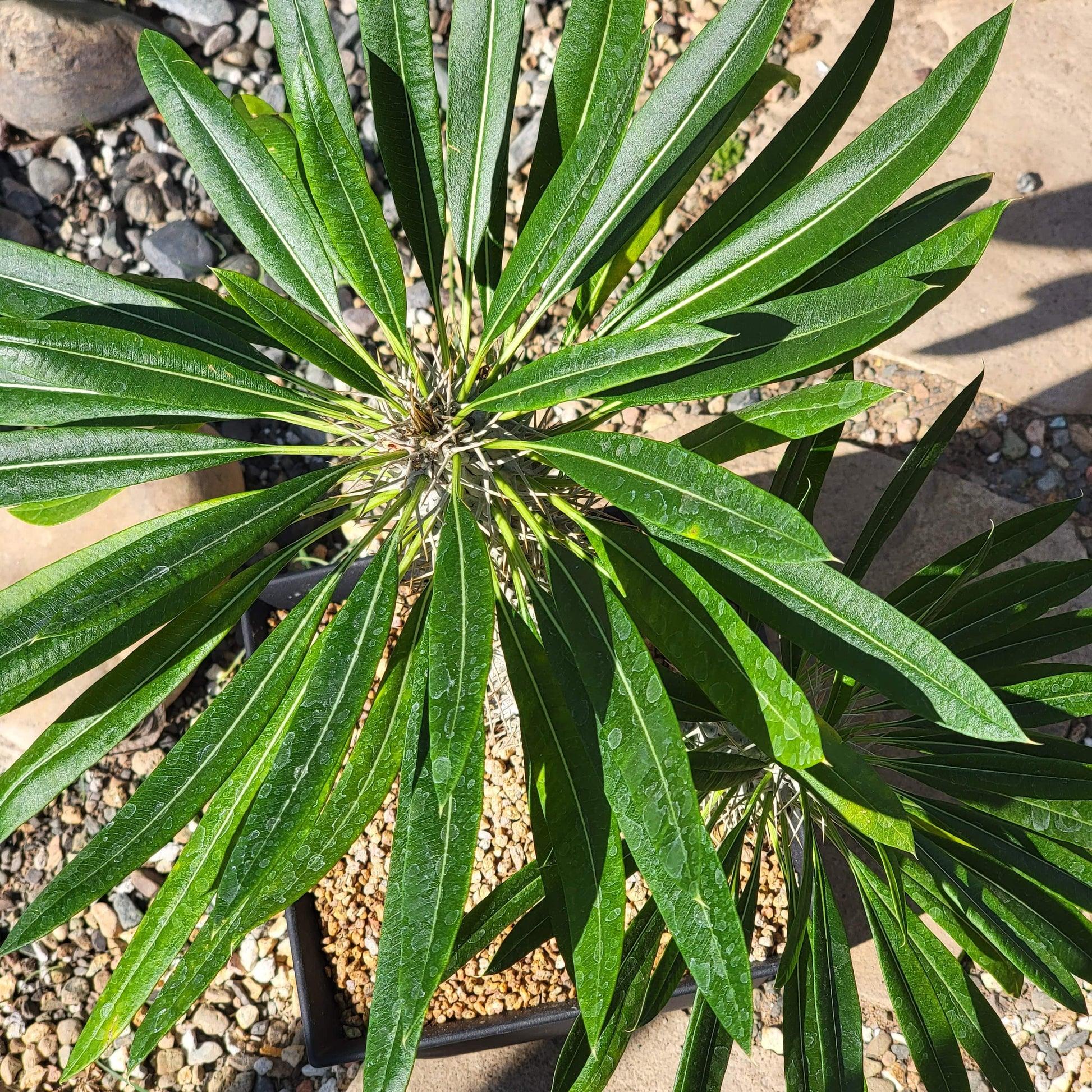 Cactus, Pachypodium, Assorted - View 25 from www redcrocus com