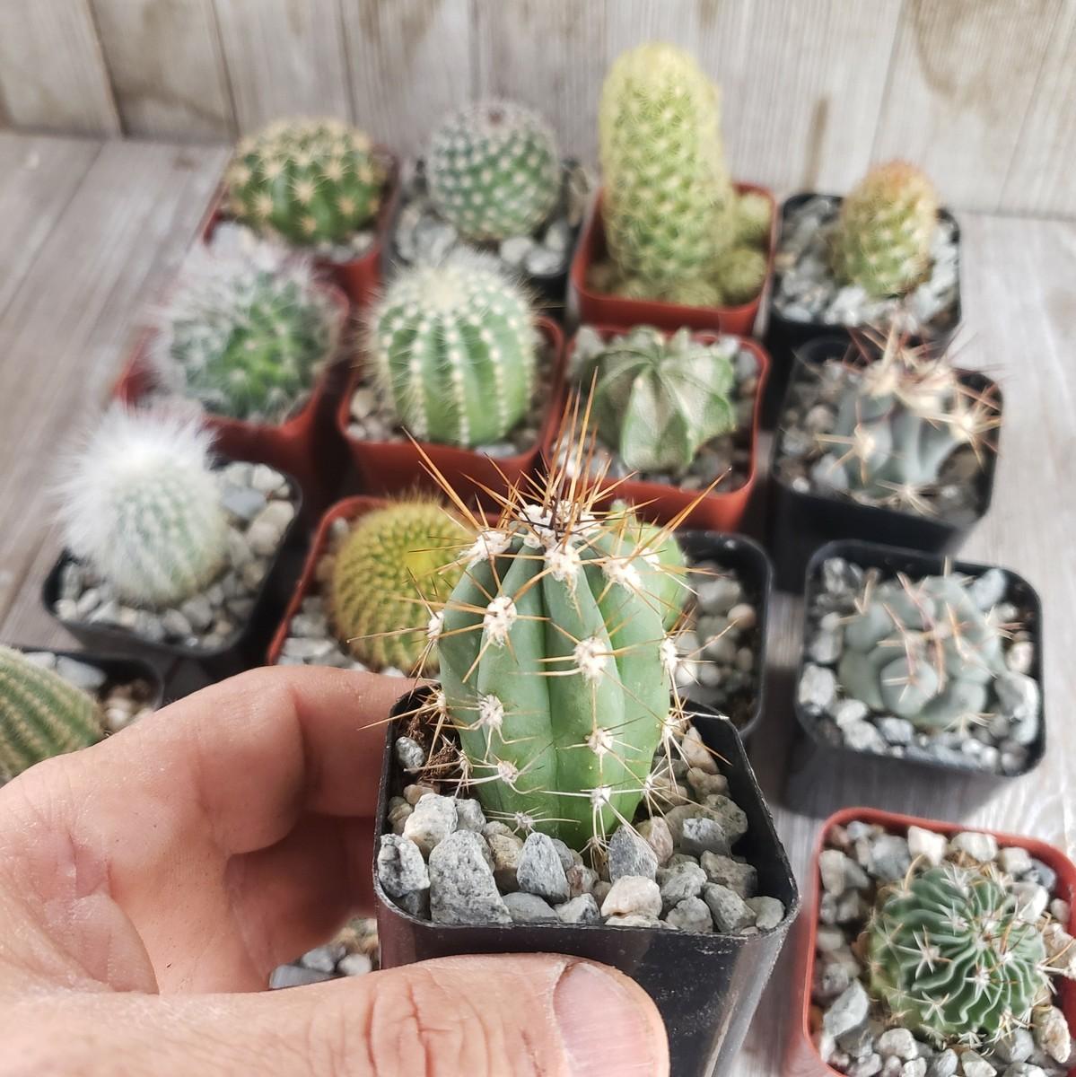 Cactus, Pachypodium, Assorted - View 27 from www redcrocus com