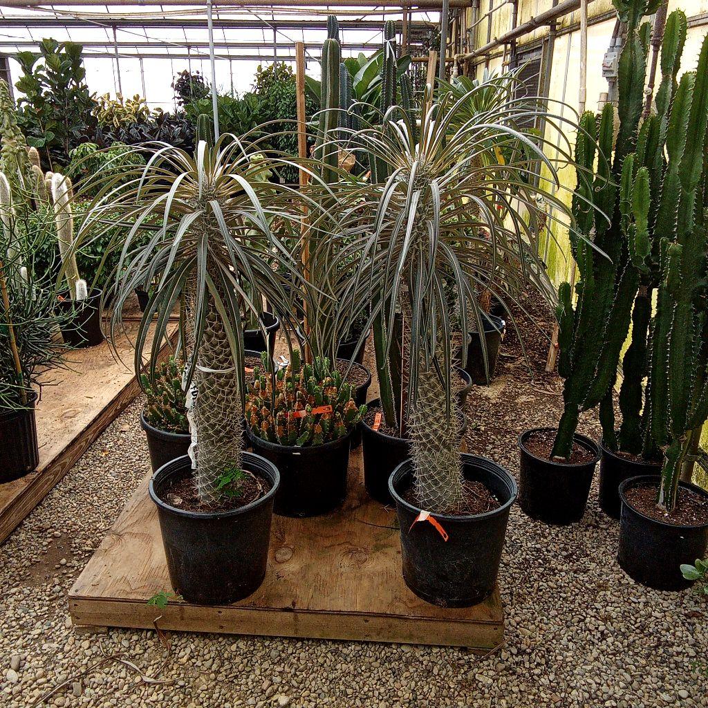 Cactus, Pachypodium, Assorted - View 28 from www redcrocus com