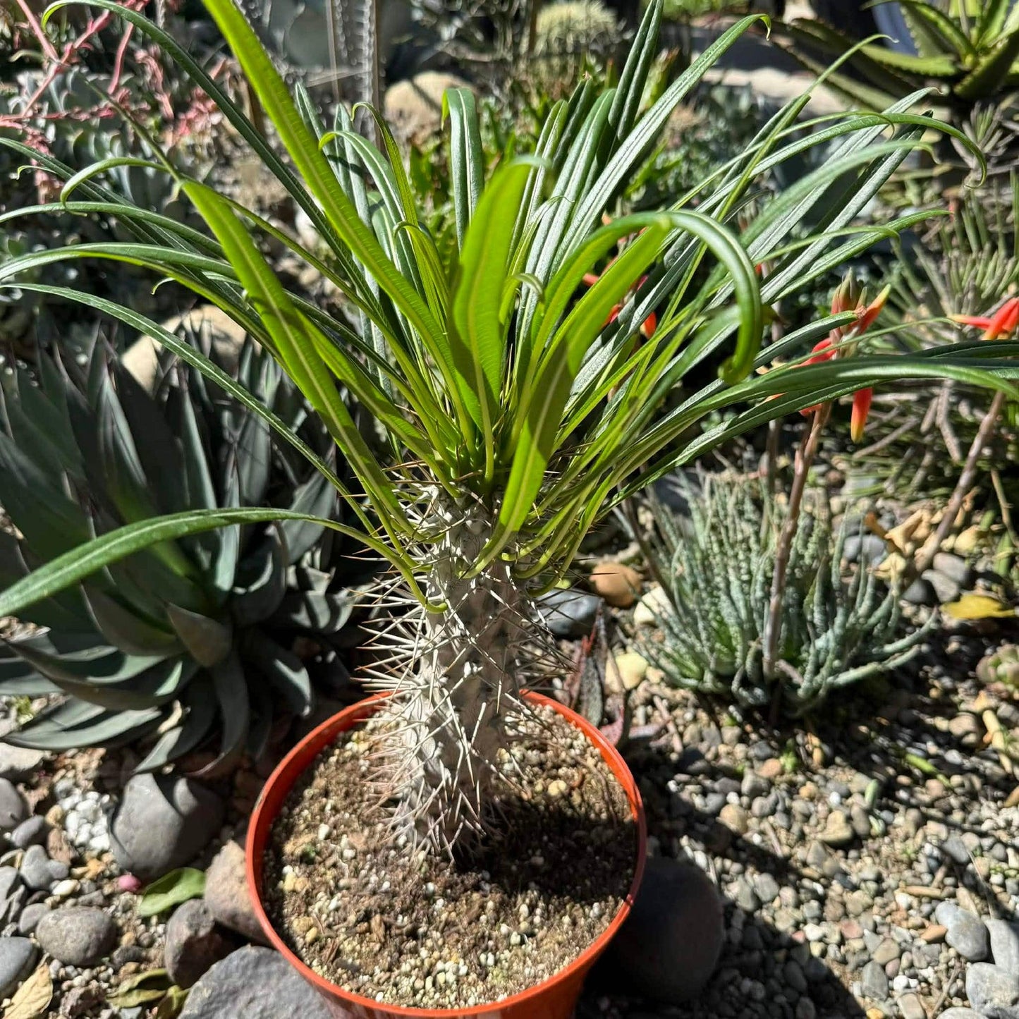 Cactus, Pachypodium, Assorted - View 2 from www redcrocus com