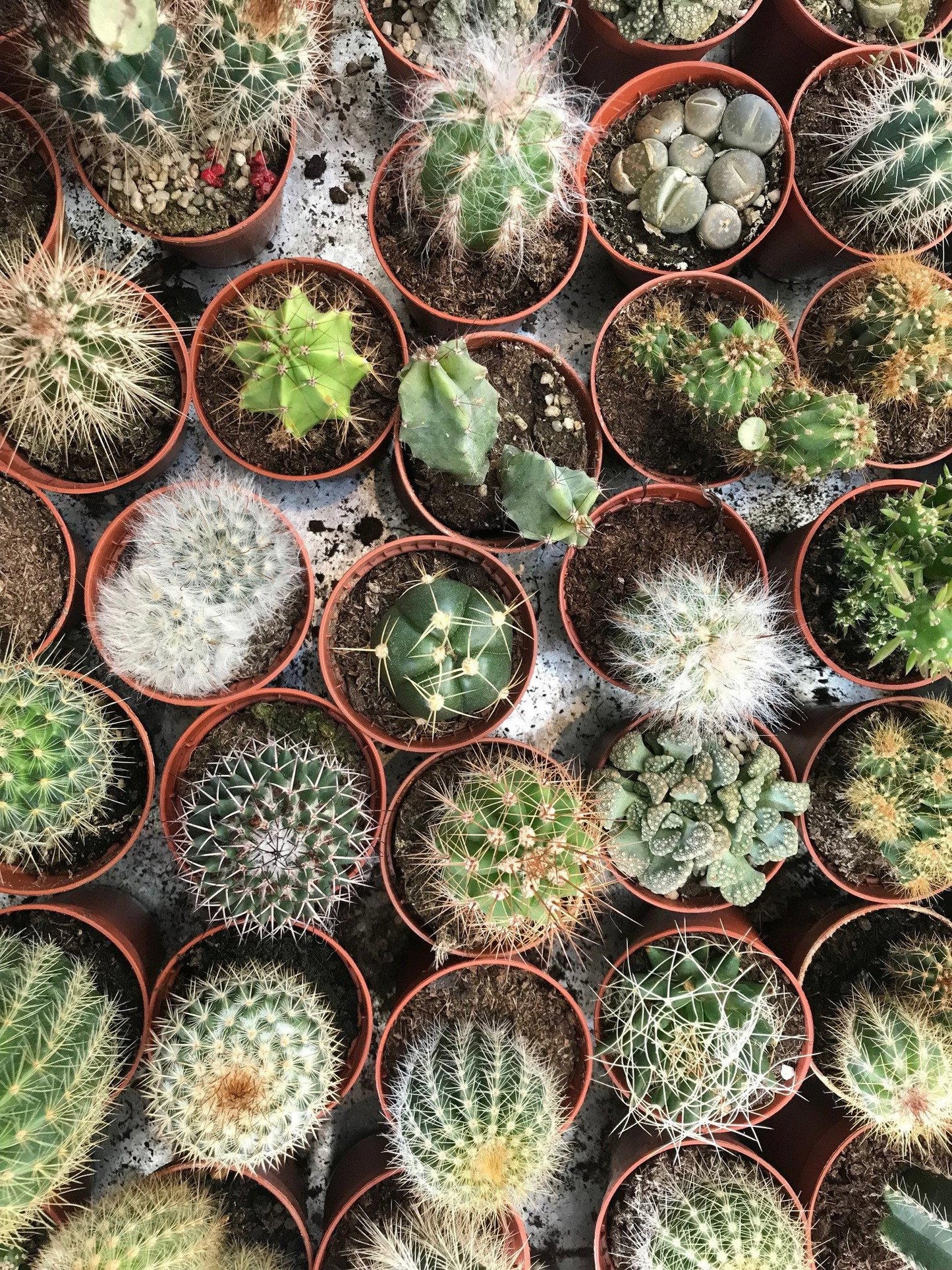 Cactus, Pachypodium, Assorted - View 35 from www redcrocus com