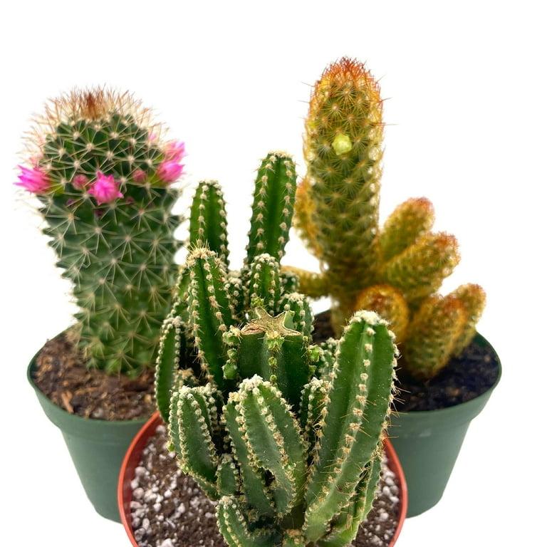 Cactus, Pachypodium, Assorted - View 36 from www redcrocus com