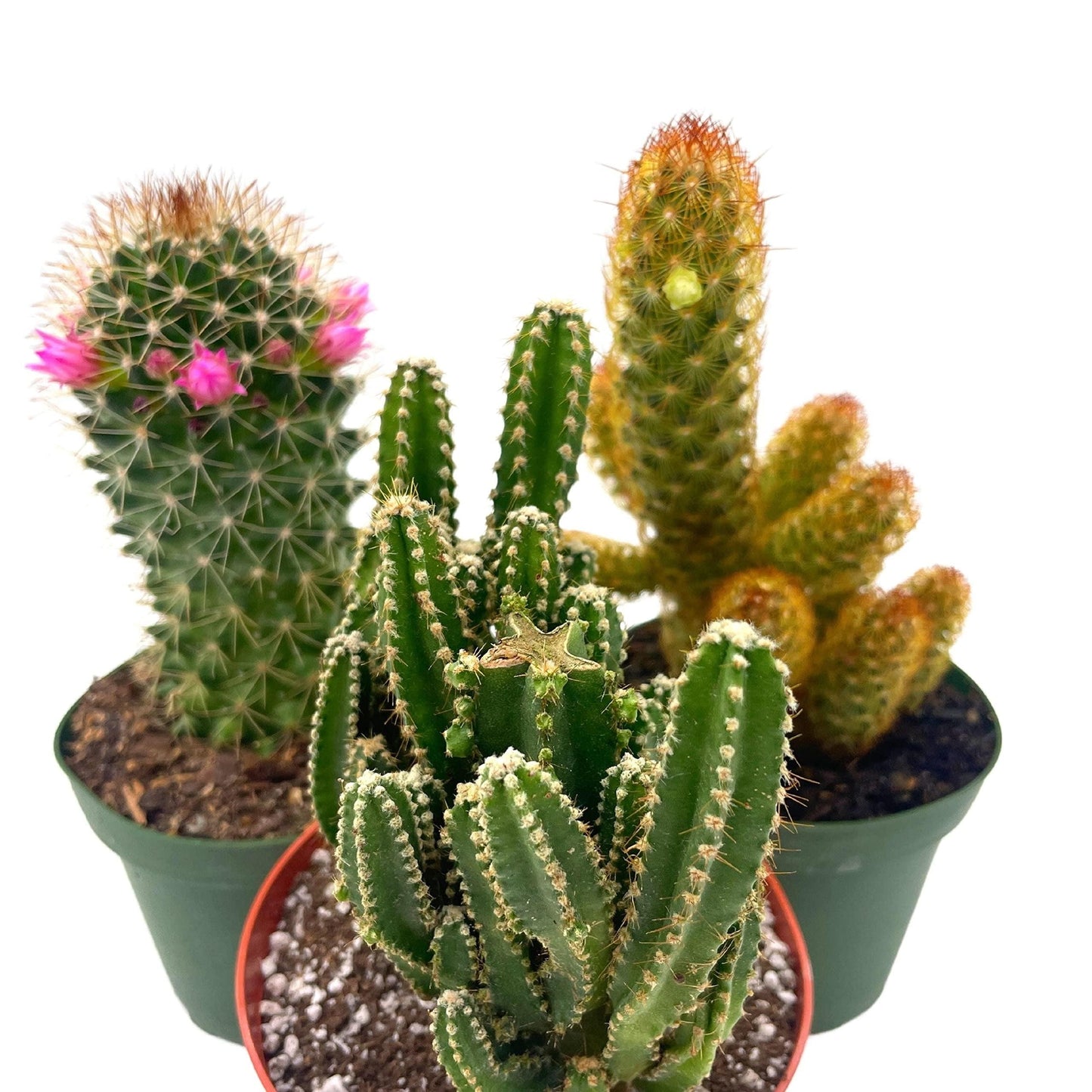 Cactus, Pachypodium, Assorted - View 37 from www redcrocus com