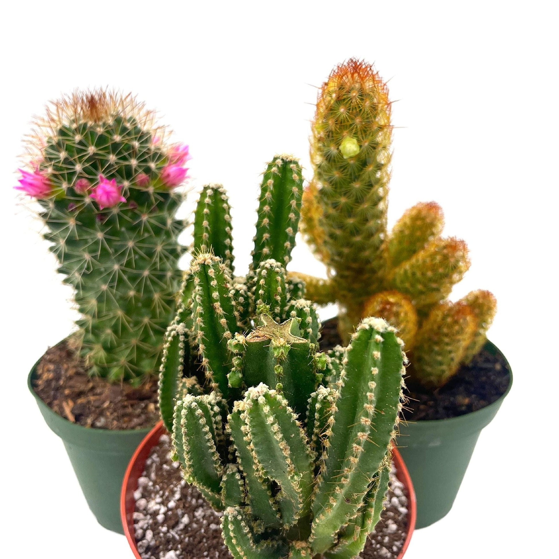 Cactus, Pachypodium, Assorted - View 37 from www redcrocus com