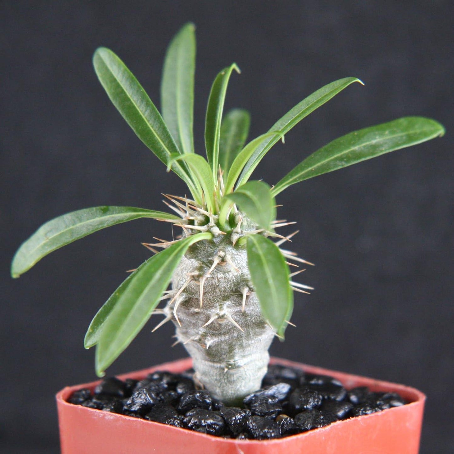 Cactus, Pachypodium, Assorted - View 38 from www redcrocus com