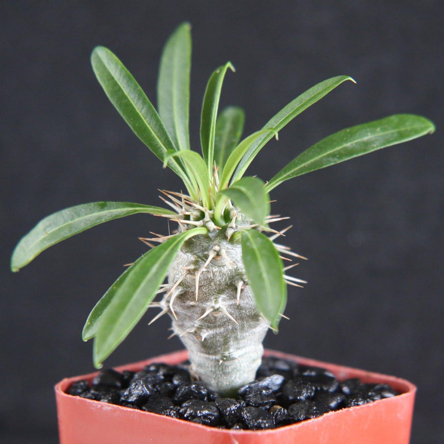 Cactus, Pachypodium, Assorted - View 38 from www redcrocus com