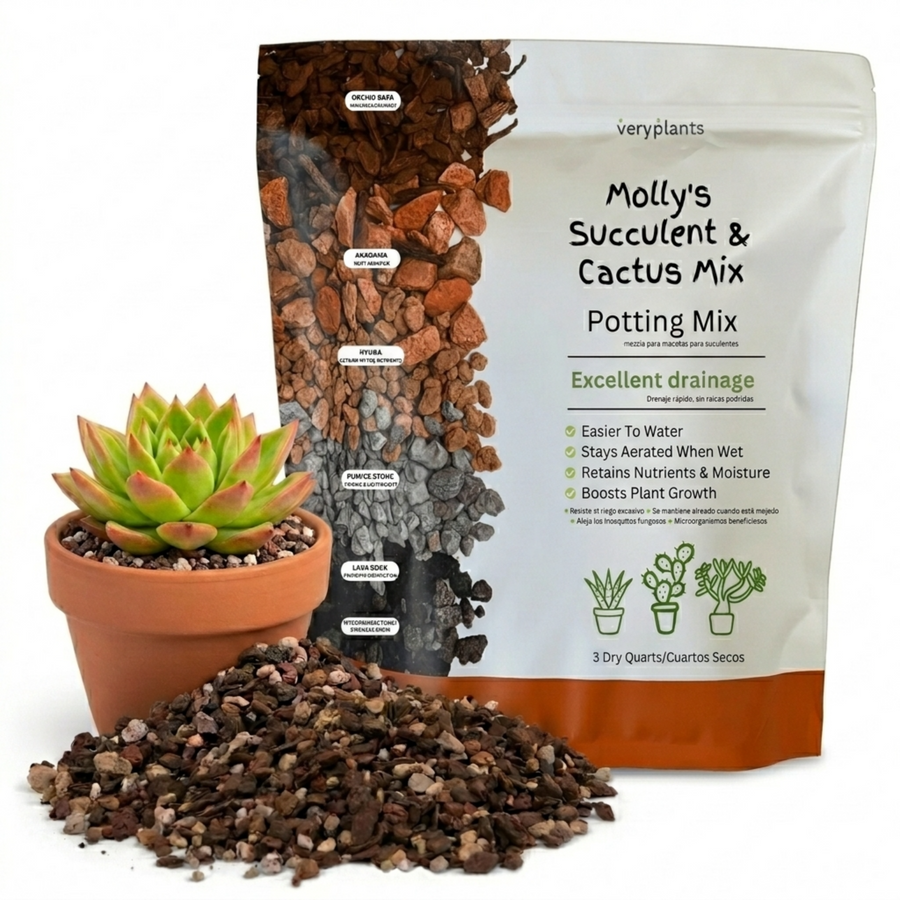Cactus, Pachypodium, Assorted - View 40 from www redcrocus com