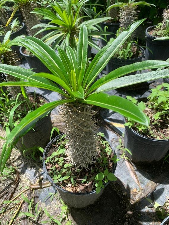 Cactus, Pachypodium, Assorted - View 5 from www redcrocus com