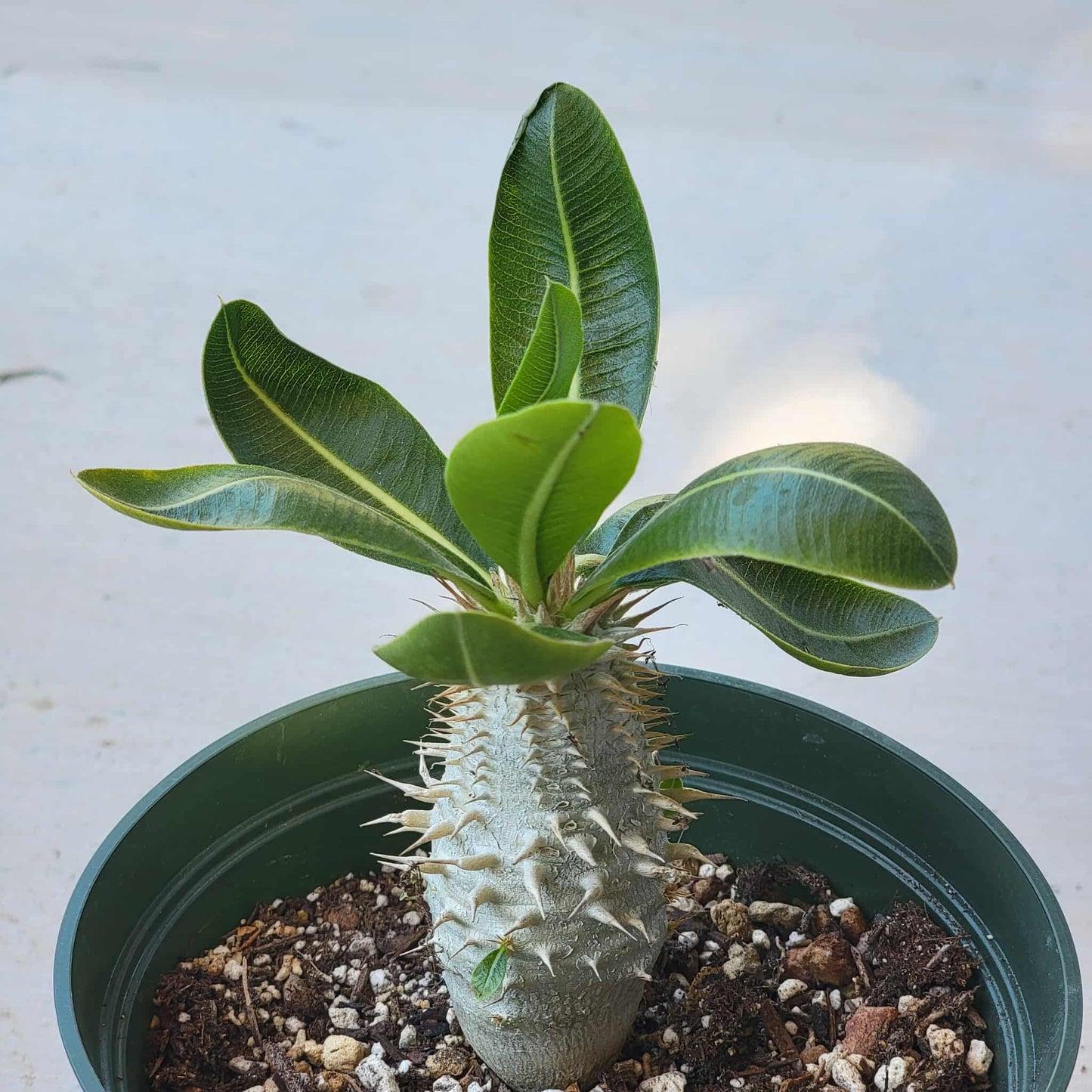 Cactus, Pachypodium, Assorted - View 6 from www redcrocus com