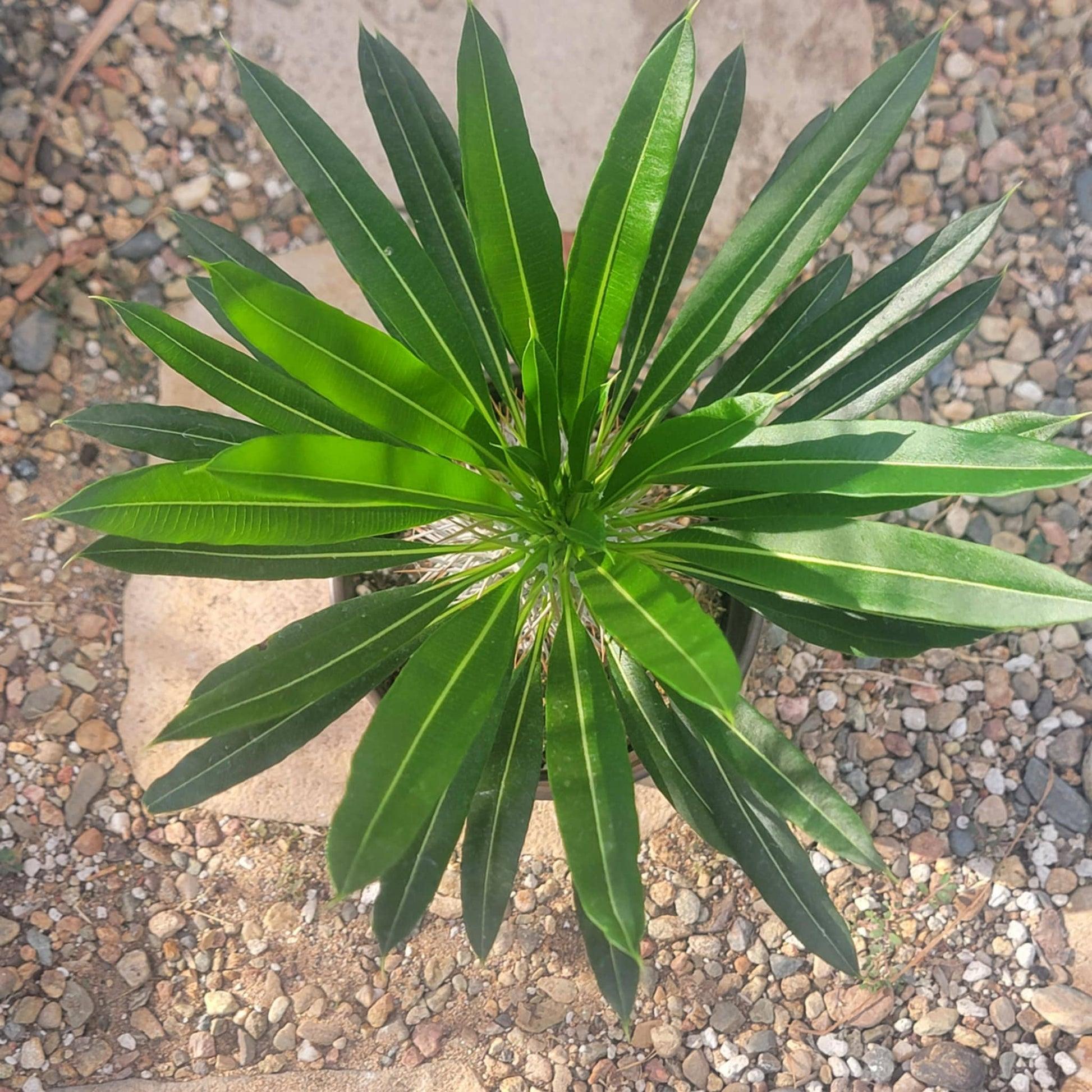 Cactus, Pachypodium, Assorted - View 8 from www redcrocus com