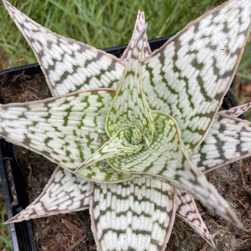 Aloe 'delta Lights' - View 11 from www redcrocus com