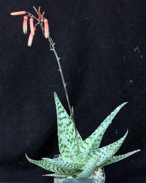 Aloe 'delta Lights' - View 12 from www redcrocus com