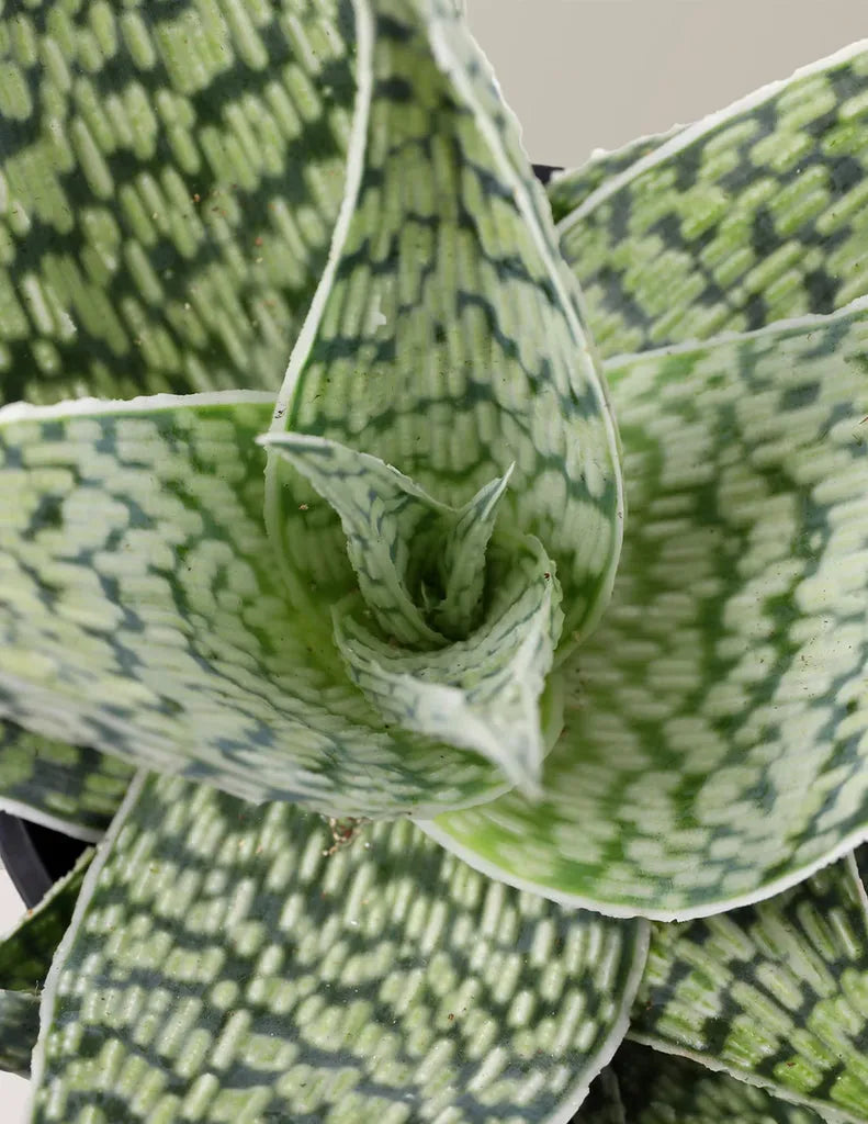 Aloe 'delta Lights' - View 13 from www redcrocus com