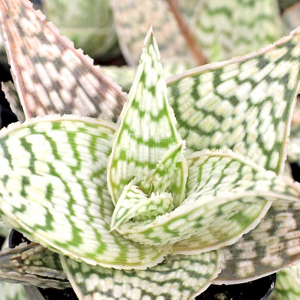Aloe 'delta Lights' - View 14 from www redcrocus com