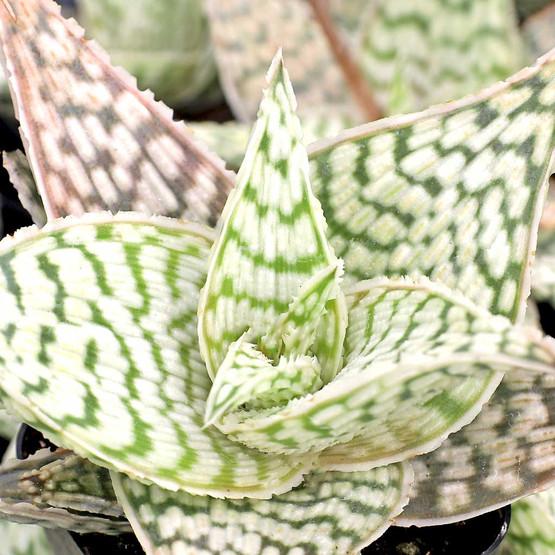 Aloe 'delta Lights' - View 15 from www redcrocus com