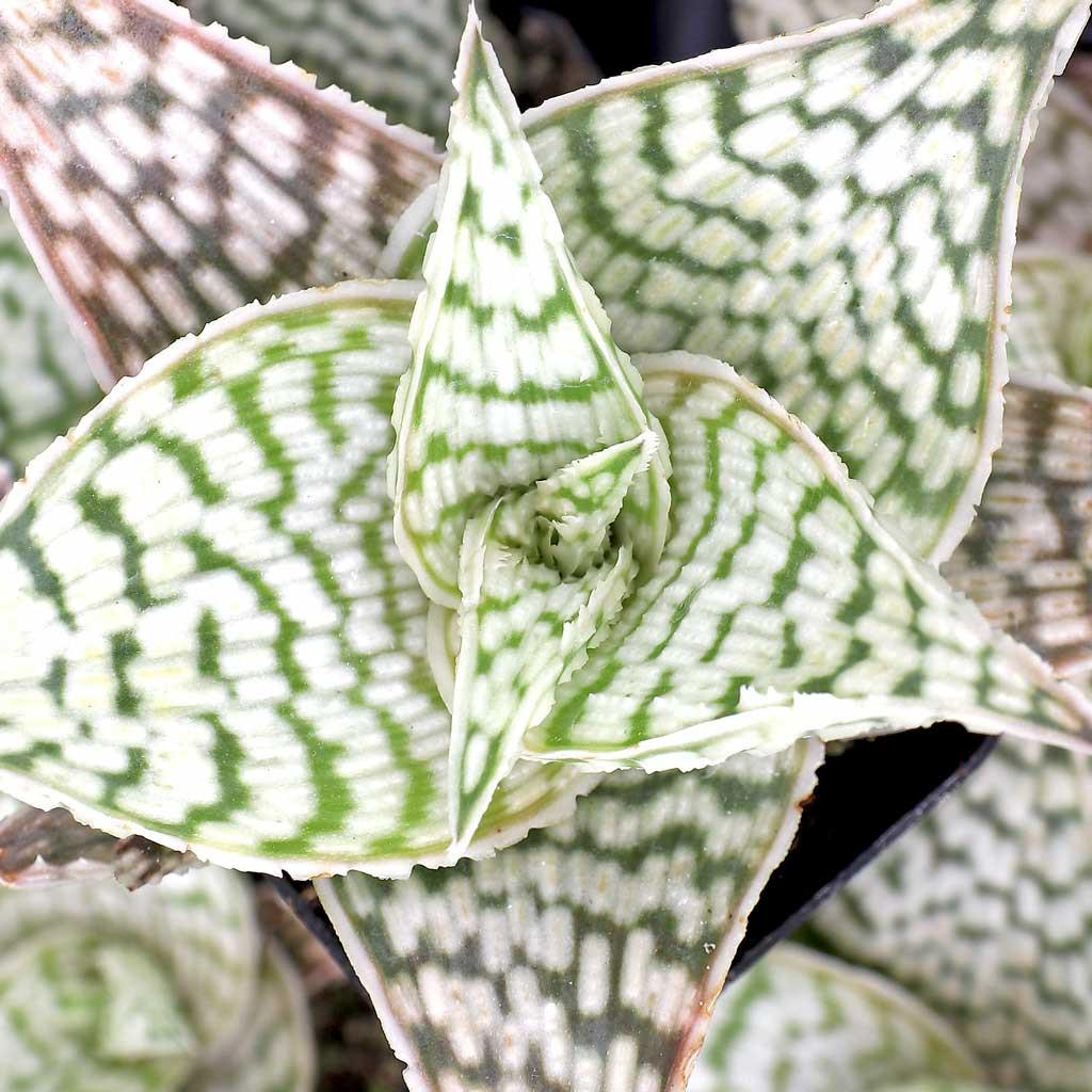 Aloe 'delta Lights' - View 16 from www redcrocus com