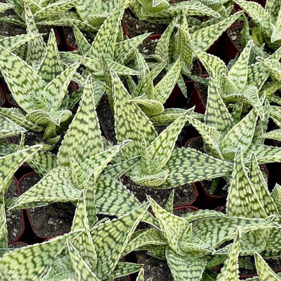 Aloe 'delta Lights' - View 17 from www redcrocus com
