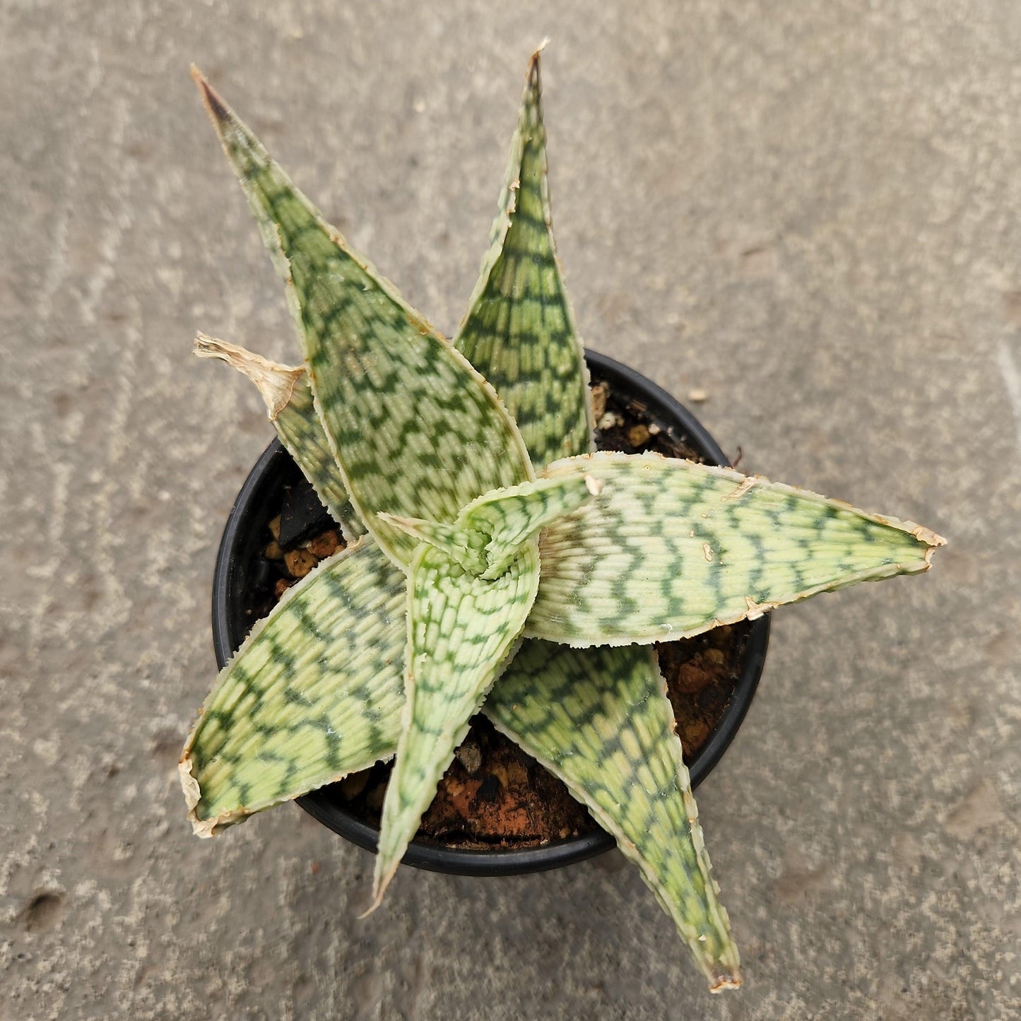 Aloe 'delta Lights' - View 18 from www redcrocus com