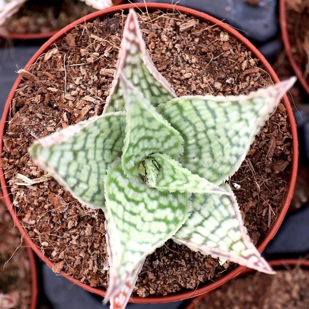 Aloe 'delta Lights' - View 19 from www redcrocus com