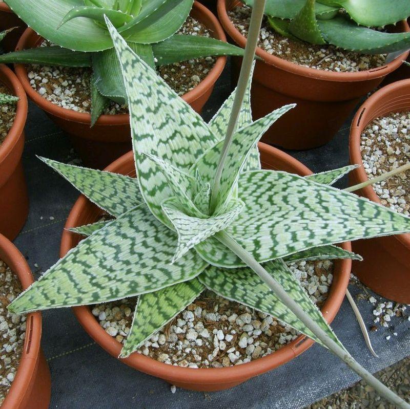 Aloe 'delta Lights' - View 1 from www redcrocus com