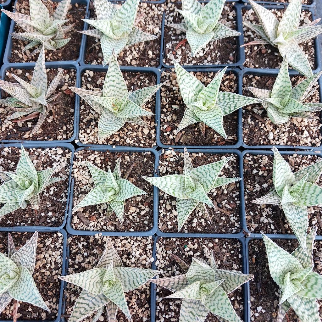Aloe 'delta Lights' - View 20 from www redcrocus com