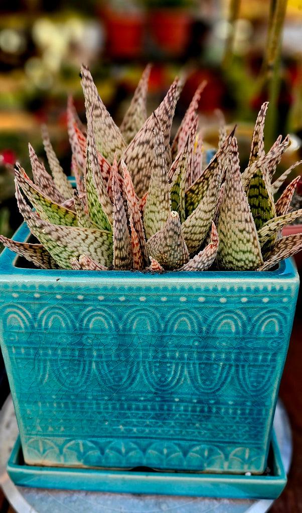 Aloe 'delta Lights' - View 21 from www redcrocus com