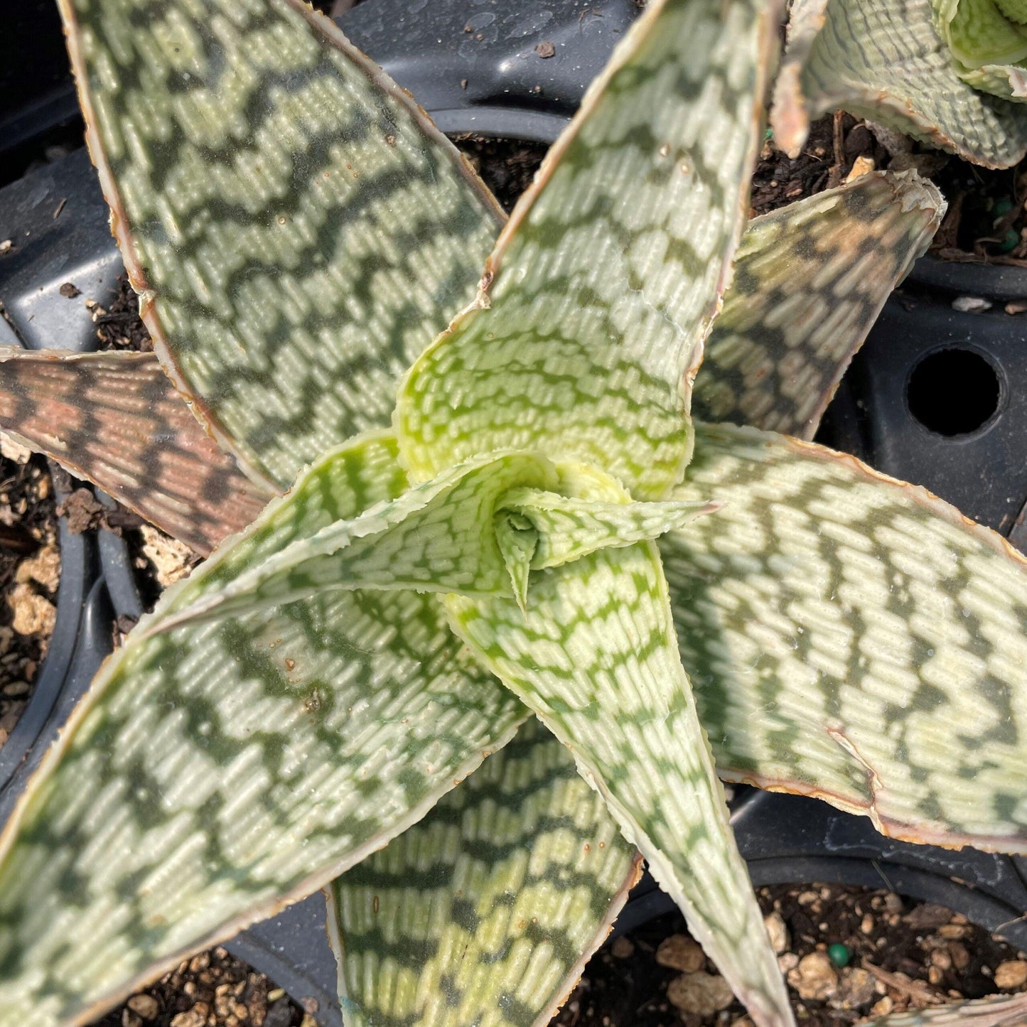 Aloe 'delta Lights' - View 22 from www redcrocus com