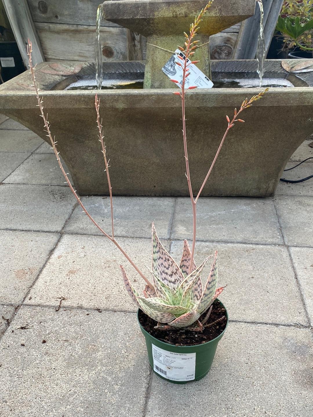Aloe 'delta Lights' - View 23 from www redcrocus com