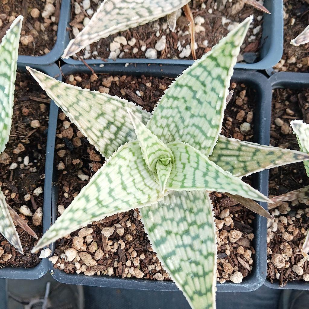 Aloe 'delta Lights' - View 24 from www redcrocus com