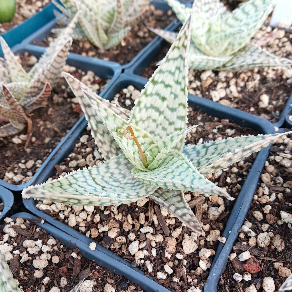 Aloe 'delta Lights' - View 25 from www redcrocus com
