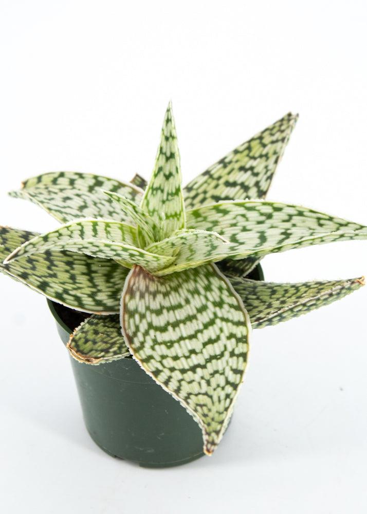 Aloe 'delta Lights' - View 26 from www redcrocus com